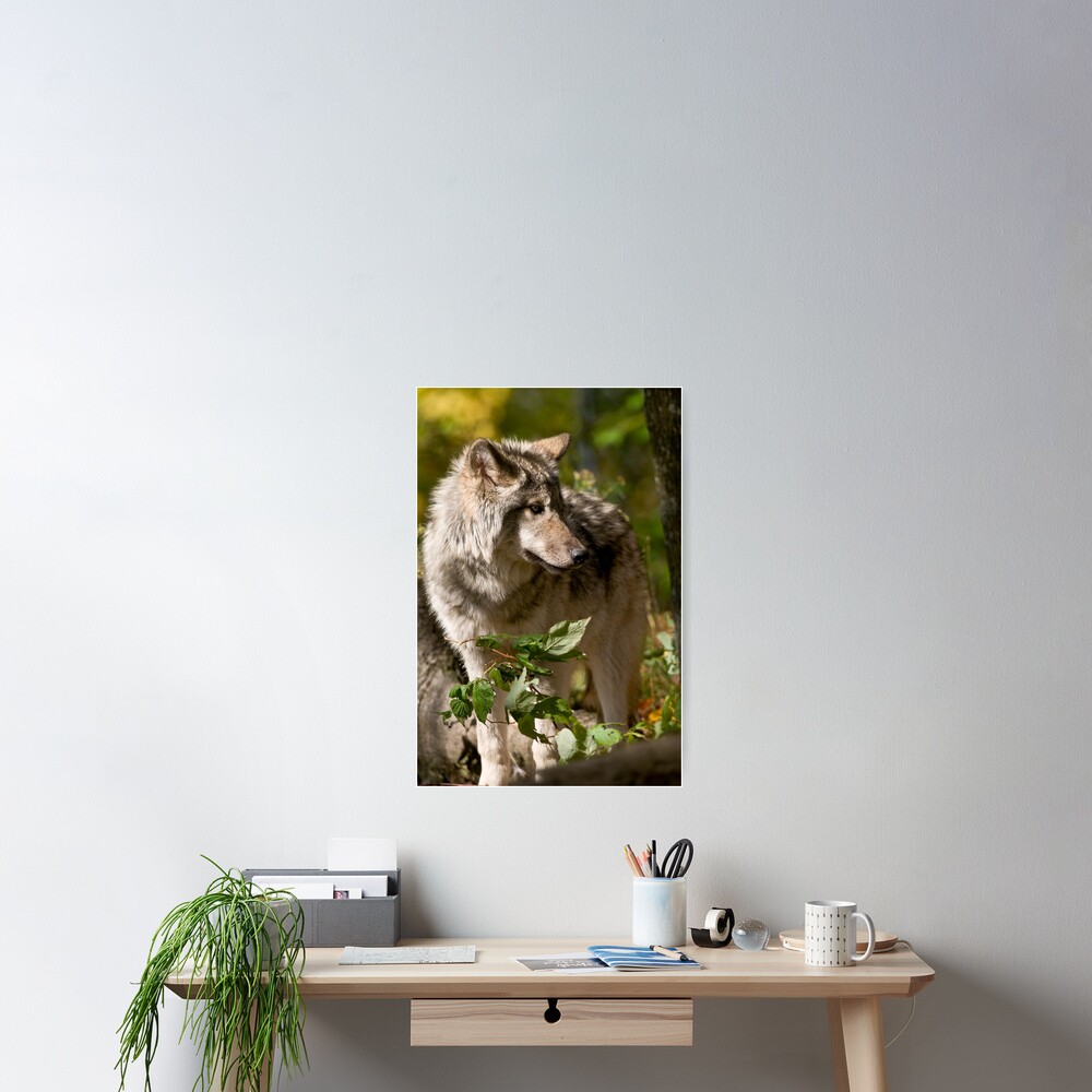 Vista previa del artículo con la obra «Póster», diseñado y vendido por WolvesOnly.