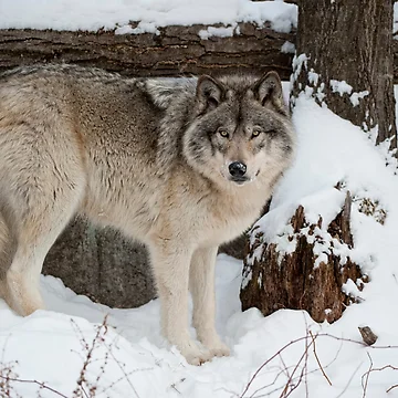Artwork thumbnail, Timber Wolf by WolvesOnly