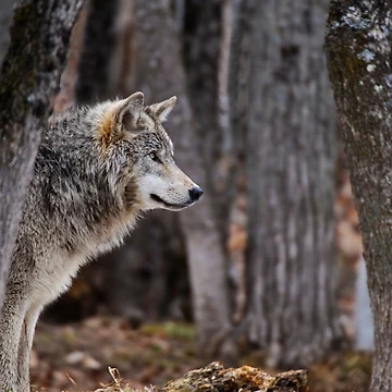 Vorschaubild zum Design Timber Wolf von WolvesOnly