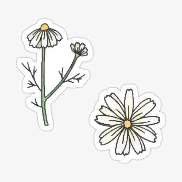 Süße Kamille Sticker