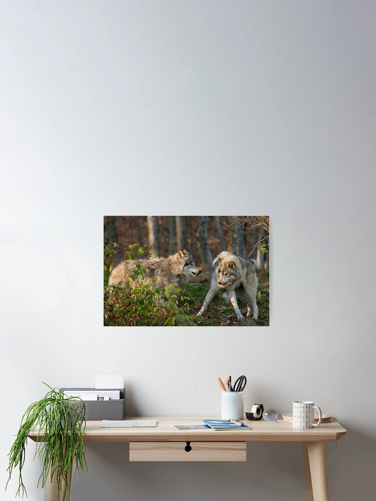 Thumbnail 2 of 3, Poster, Timber Wolves designed and sold by WolvesOnly.