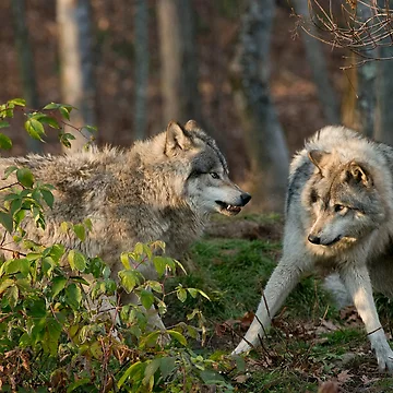 Artwork thumbnail, Timber Wolves by WolvesOnly