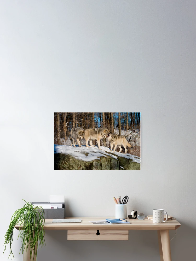 Imagen 2 de 3, Póster con la obra Timber Wolves, diseñada y vendida por WolvesOnly.