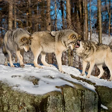 Artwork thumbnail, Timber Wolves by WolvesOnly