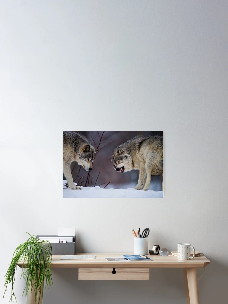 Thumbnail 2 of 3, Poster, Timber Wolves designed and sold by WolvesOnly.