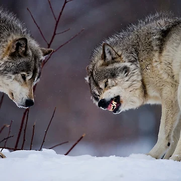 Artwork thumbnail, Timber Wolves by WolvesOnly