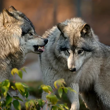 Vorschaubild zum Design Boy, You In Trouble Now! von WolvesOnly