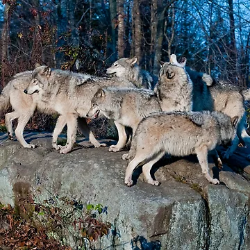 Artwork thumbnail, Timber Wolves  by WolvesOnly