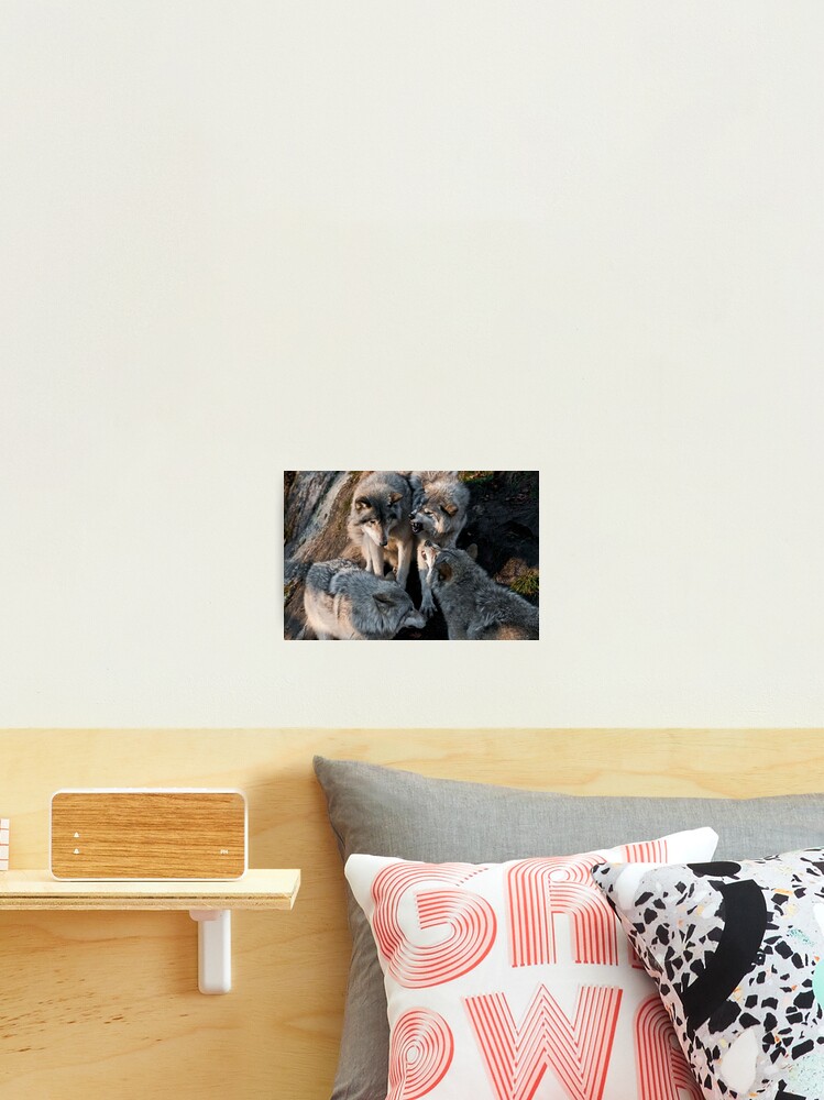Thumbnail 2 of 3, Photographic Print, Timber Wolves designed and sold by WolvesOnly.