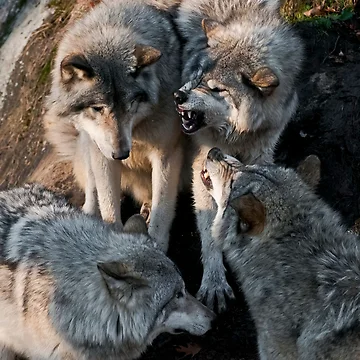 Artwork thumbnail, Timber Wolves by WolvesOnly