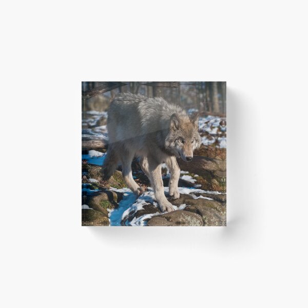 Item preview, Timber Wolf designed and sold by WolvesOnly.