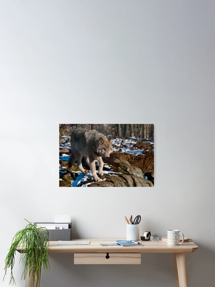 Thumbnail 2 of 3, Poster, Timber Wolf designed and sold by WolvesOnly.