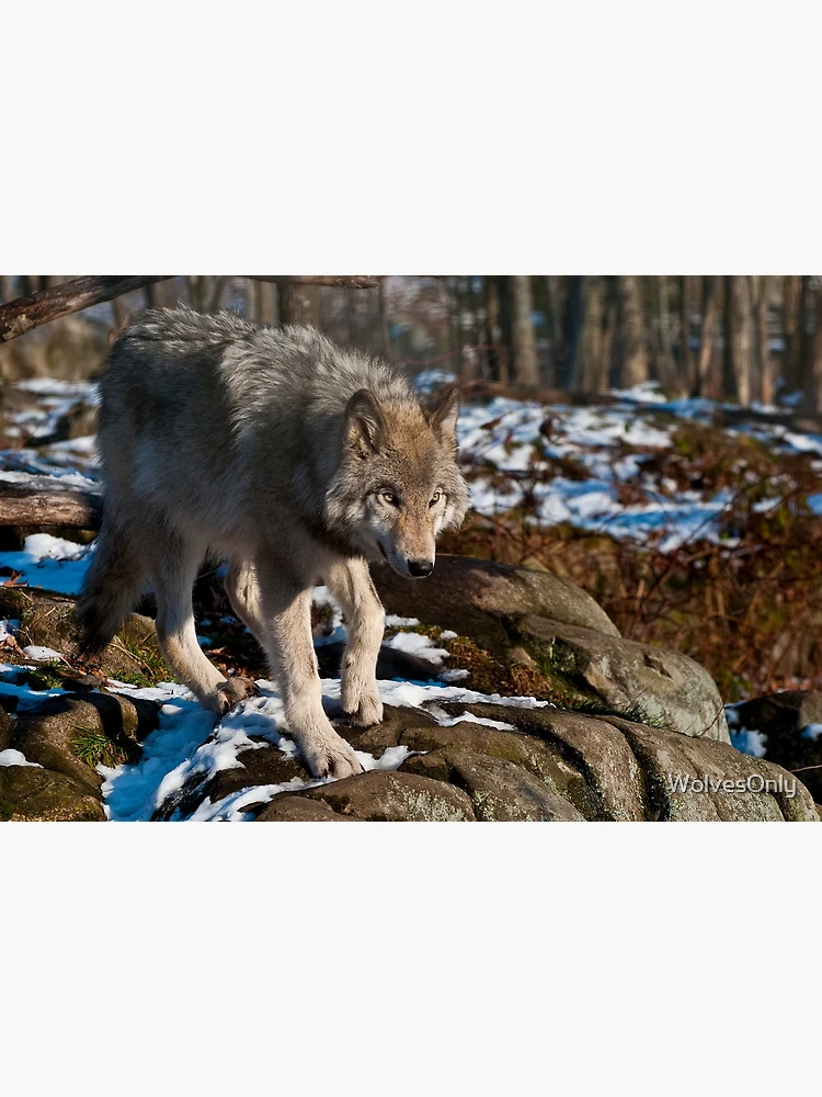 Thumbnail 3 of 3, Poster, Timber Wolf designed and sold by WolvesOnly.