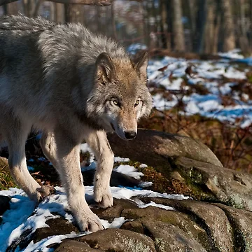 Artwork thumbnail, Timber Wolf by WolvesOnly