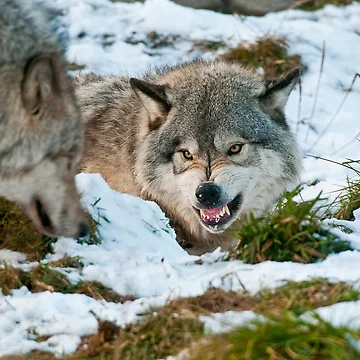 Artwork thumbnail, Timber Wolves by WolvesOnly