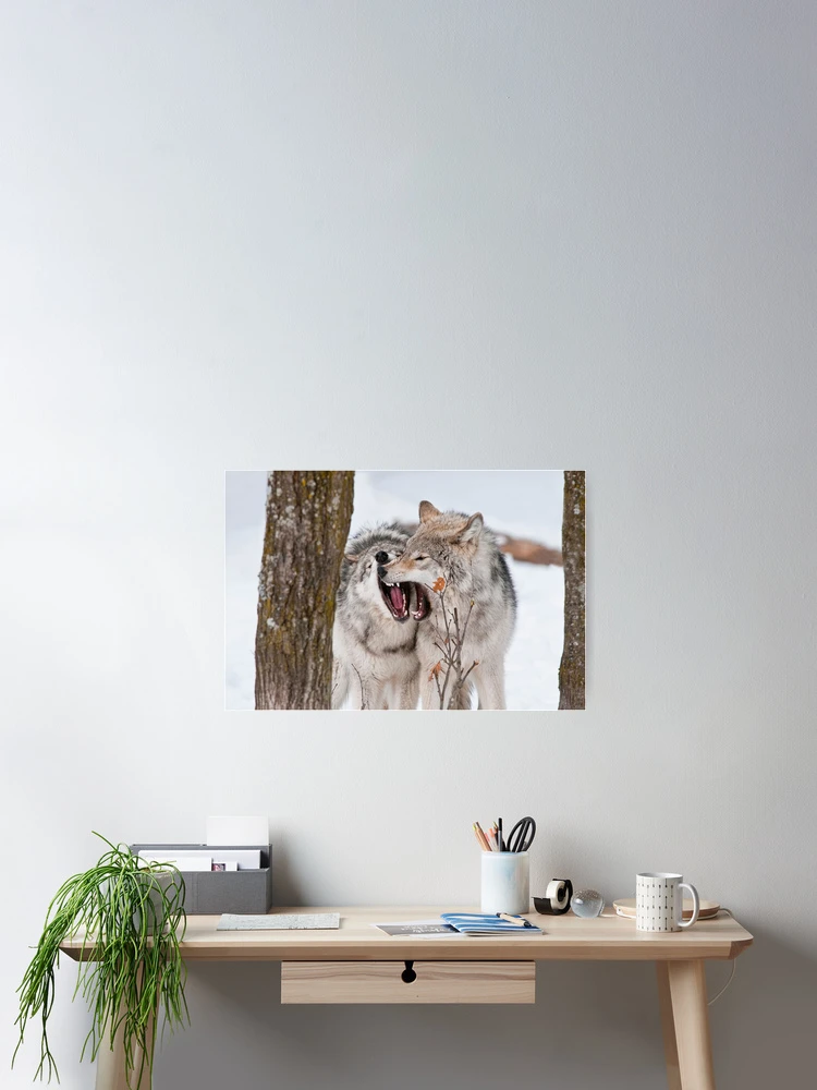Thumbnail 2 of 3, Poster, Timber Wolves designed and sold by WolvesOnly.