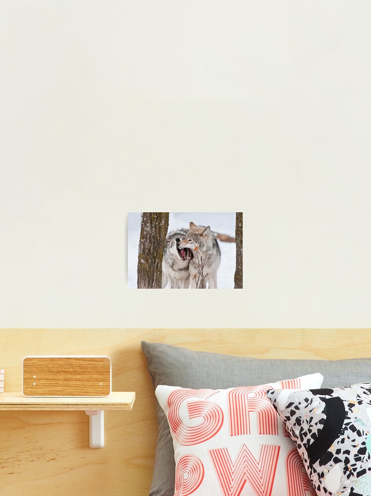 Thumbnail 2 of 3, Photographic Print, Timber Wolves designed and sold by WolvesOnly.