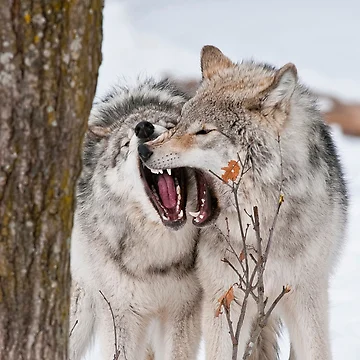 Artwork thumbnail, Timber Wolves by WolvesOnly