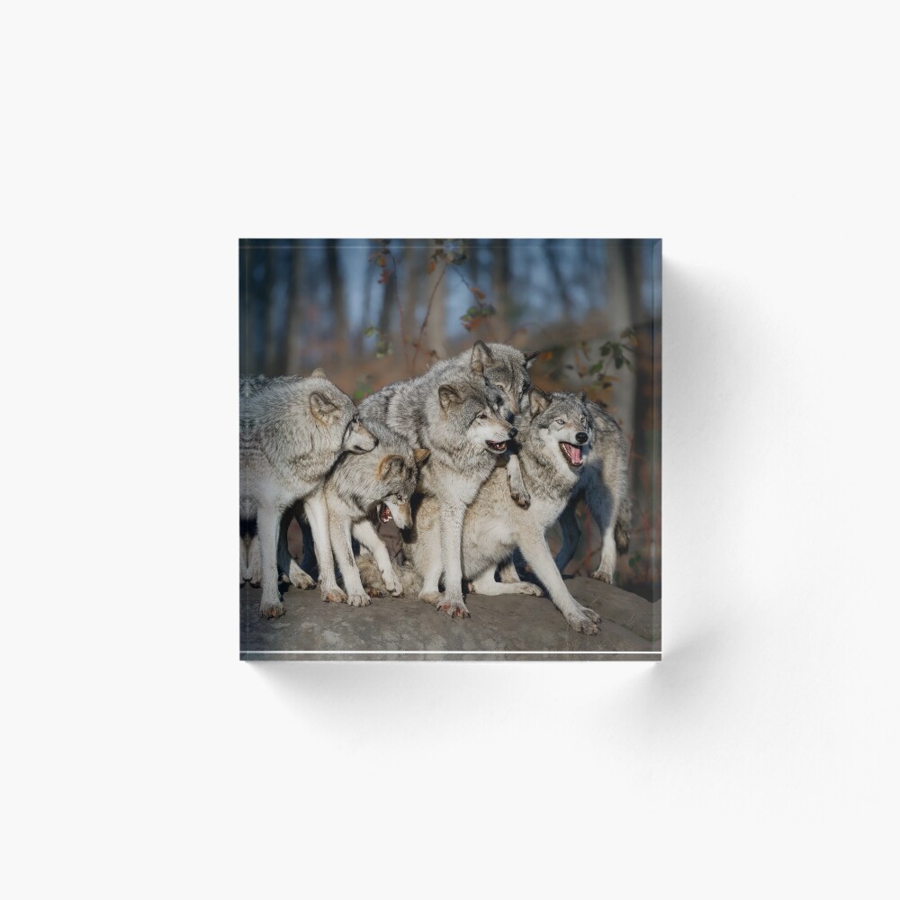 Artikel-Vorschau von Acrylblock, designt und verkauft von WolvesOnly.