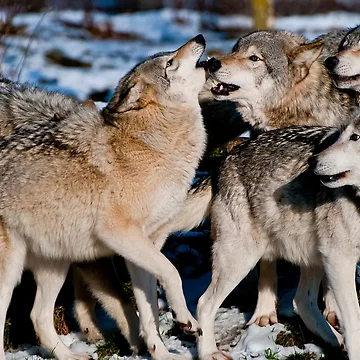 Vorschaubild zum Design Happy Puppies von WolvesOnly