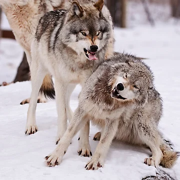 Imagen de la obra Timber Wolves de WolvesOnly
