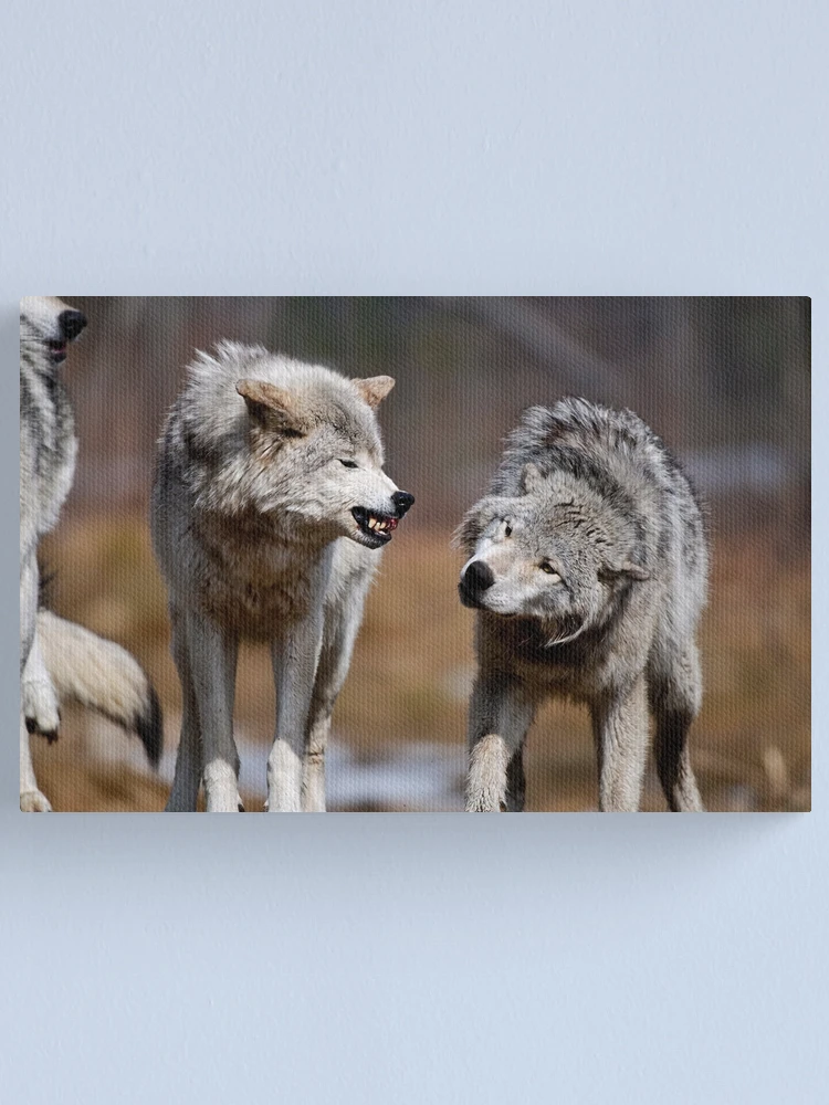 Imagen 1 de 3, Lienzo con la obra Are you Listening, diseñada y vendida por WolvesOnly.
