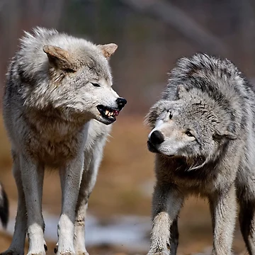 Imagen de la obra Are you Listening de WolvesOnly