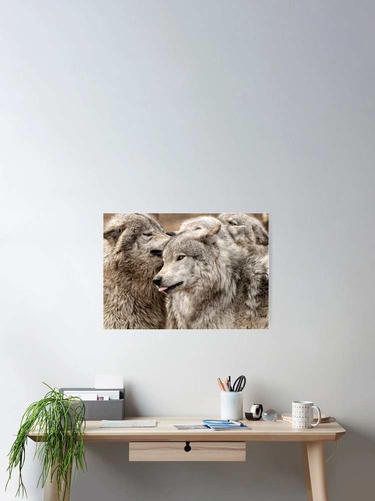 Thumbnail 2 of 3, Poster, Timber Wolves designed and sold by WolvesOnly.