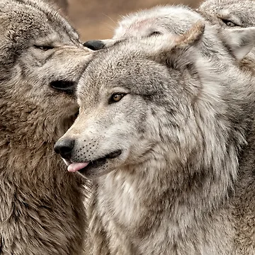 Artwork thumbnail, Timber Wolves by WolvesOnly