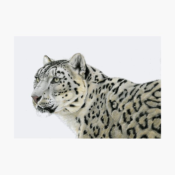 Snow Leopard Photographic Print