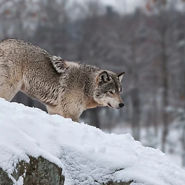 Artwork thumbnail, Timber Wolf by WolvesOnly