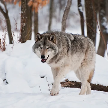 Vorschaubild zum Design Timber Wolf von WolvesOnly