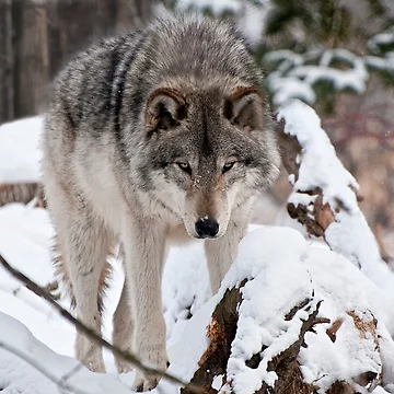 Artwork thumbnail, Timber Wolf by WolvesOnly