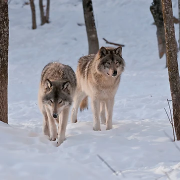 Artwork thumbnail, Timber Wolves by WolvesOnly