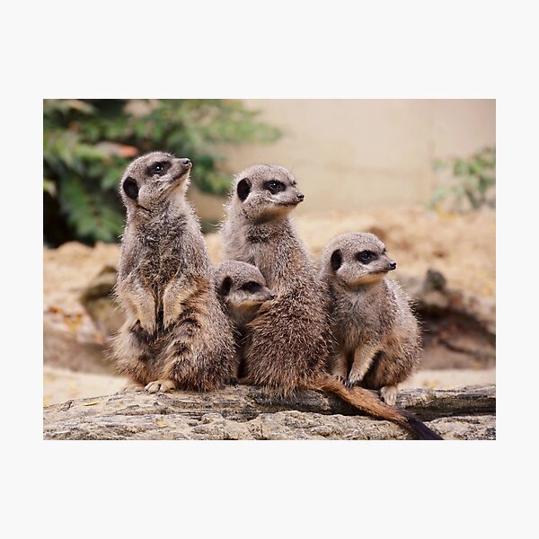 Item preview, Meerkat family designed and sold by Milanicole.