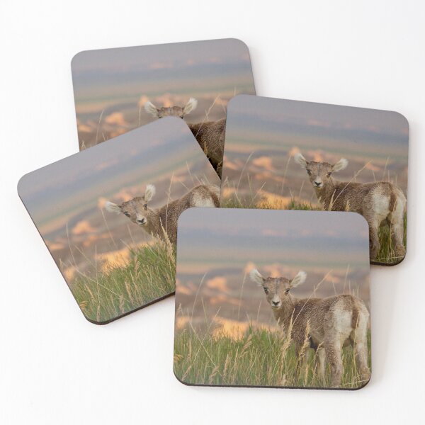Item preview, Baby Big Horn Sheep in Badlands National Park designed and sold by armaher7.