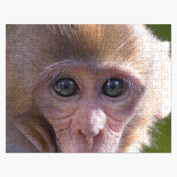 Watercolor Monkey, Rhesus Monkey 03, Silver River, Florida Jigsaw Puzzle