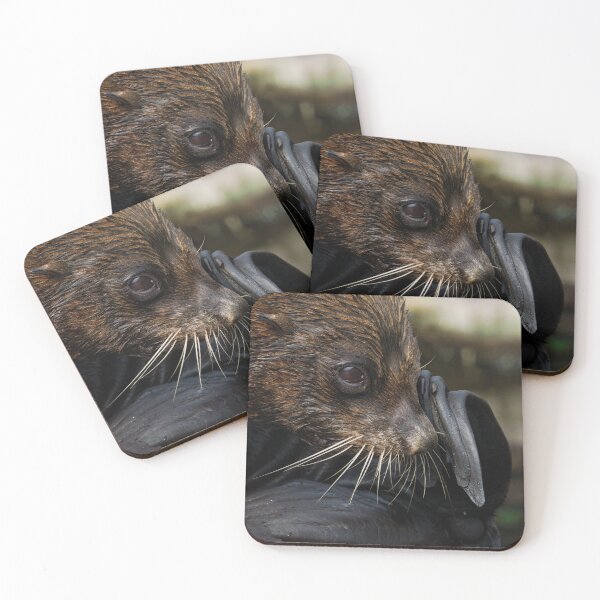 Item preview, Fur Seal designed and sold by rawshutterbug.