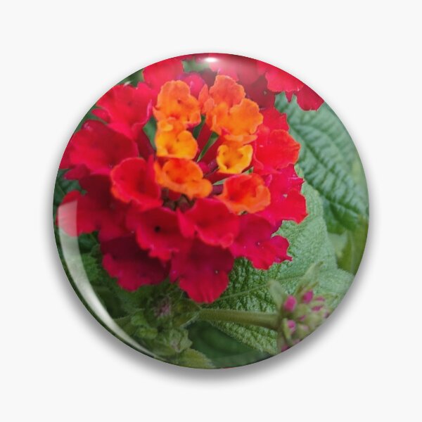 Lantana Pins and Buttons  Redbubble