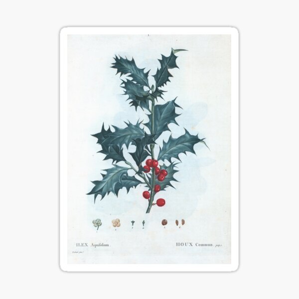 Item preview, Ilex Aquifolium (Holly) Vintage Botanical Print from Treaty Of Trees And Shrubs Grown In France In The Field  (1801) designed and sold by Douglas E. Welch Design and Photography.