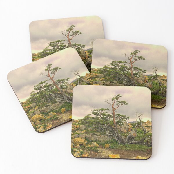 Item preview, A natural Patagonian bonsai designed and sold by stevepaint.