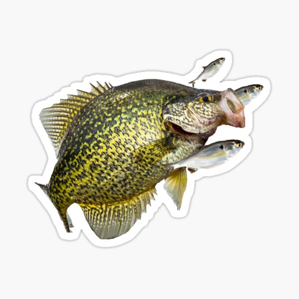 Crappie Stickers for Sale, Free US Shipping