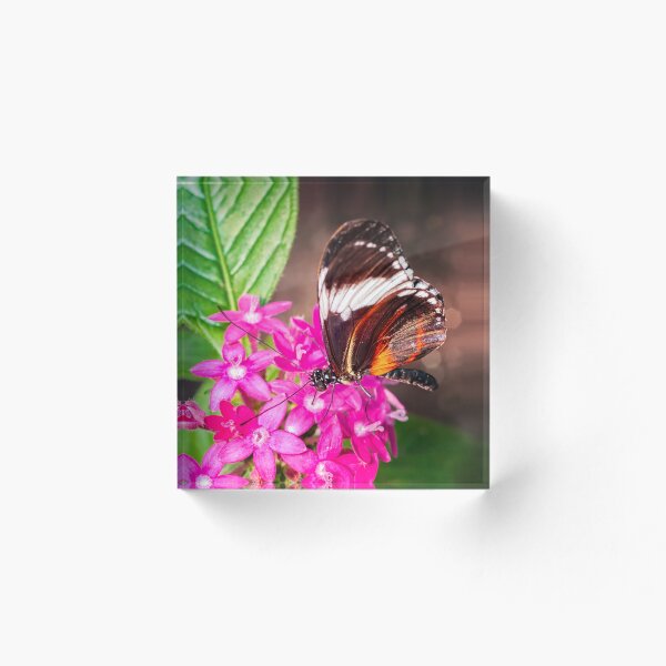 Item preview, Butterfly on Pink Penta Flowers designed and sold by Photo Art By Anita.