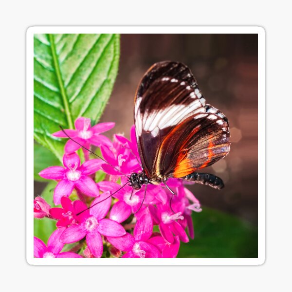 Butterfly on Pink Penta Flowers Sticker