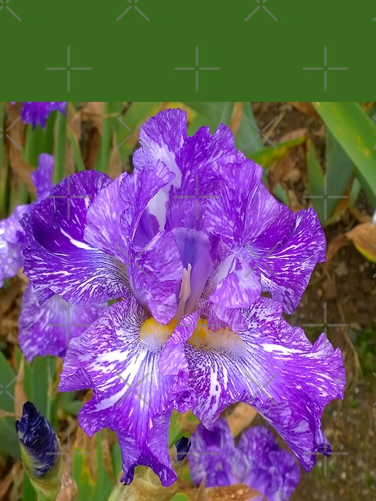 Montclair New Jersey-Presby Iris Gardens by Matlgirl