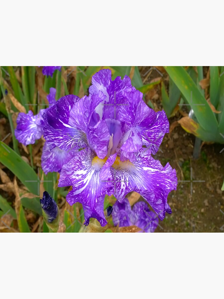 Montclair New Jersey-Presby Iris Gardens by Matlgirl