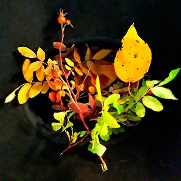 Artwork thumbnail, Wild Roses Changing Guard by Signe Knutson