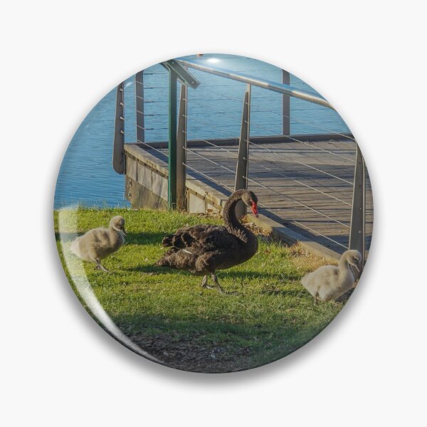 Item preview, Black Swans and their Cygnets - Lake Weeroona, Bendigo designed and sold by Steven Jodoin.