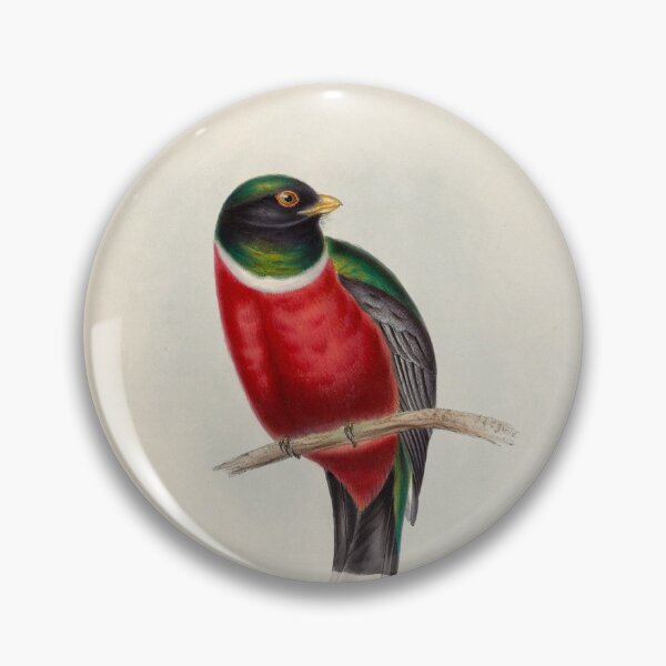 Item preview, A monograph of the Trogonidae or family of trogons John Gould 1838 V1 to V3 0004 Trogon Mexicanus Mexican Trogon designed and sold by WetdryvacRB01.
