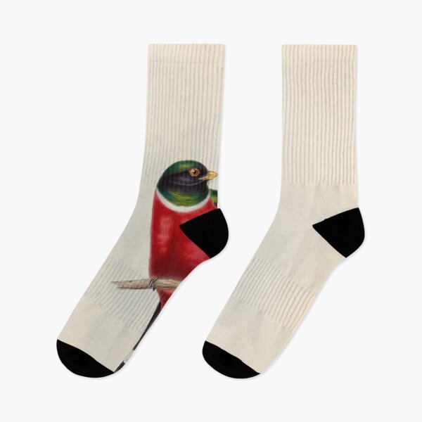 Item preview, A monograph of the Trogonidae or family of trogons John Gould 1838 V1 to V3 0004 Trogon Mexicanus Mexican Trogon designed and sold by WetdryvacRB01.